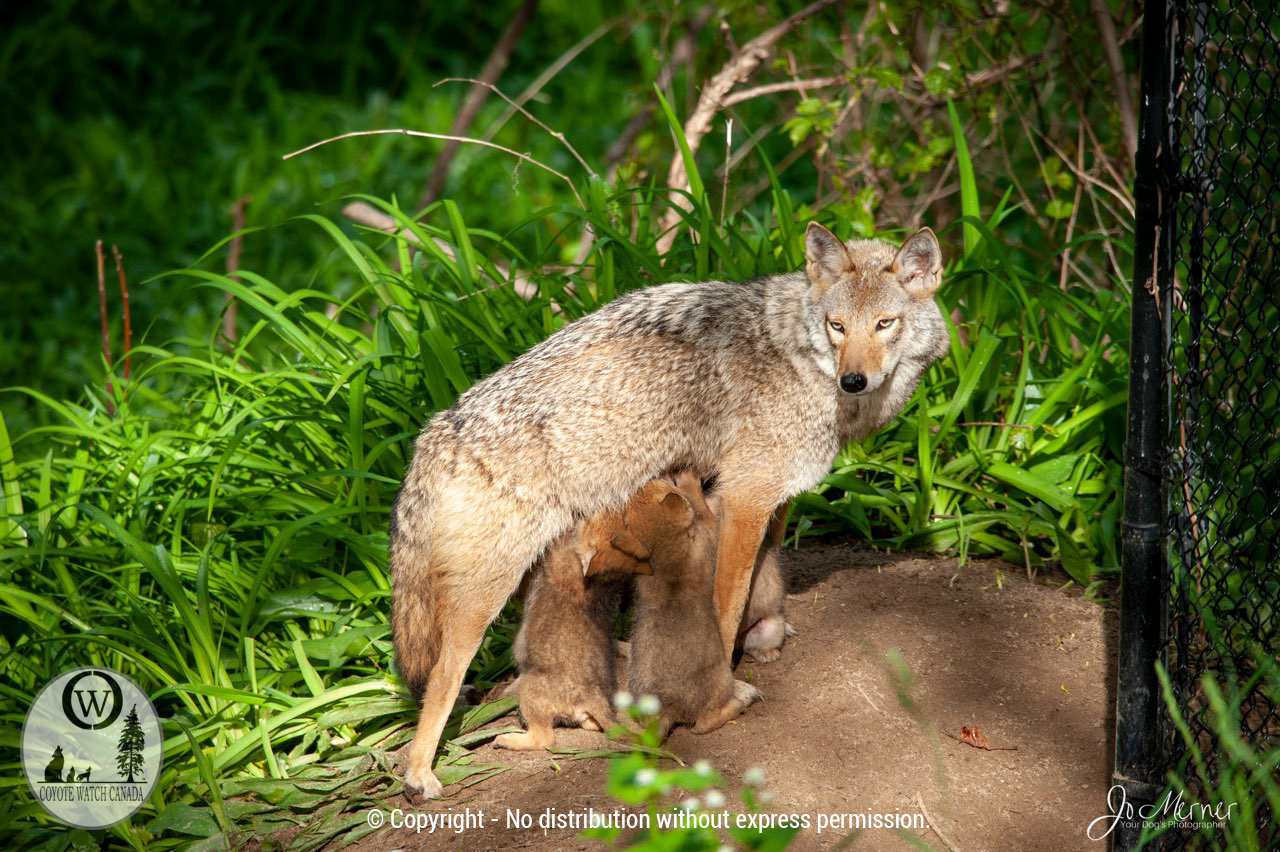 Eastern coyote Copyright A. Brokelman