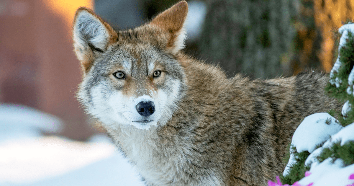 A Coyote in Ontario