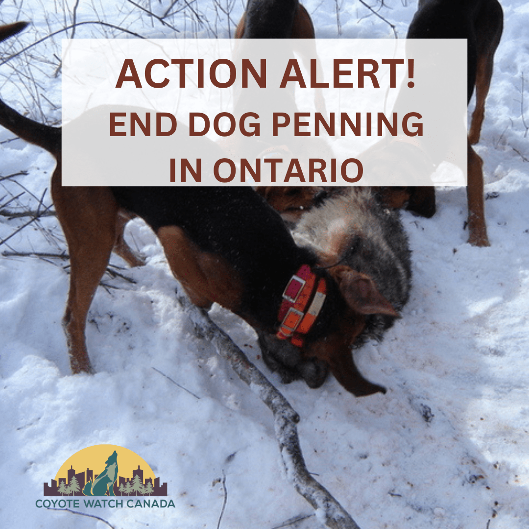 Action Alert End dog Penning in Ontario