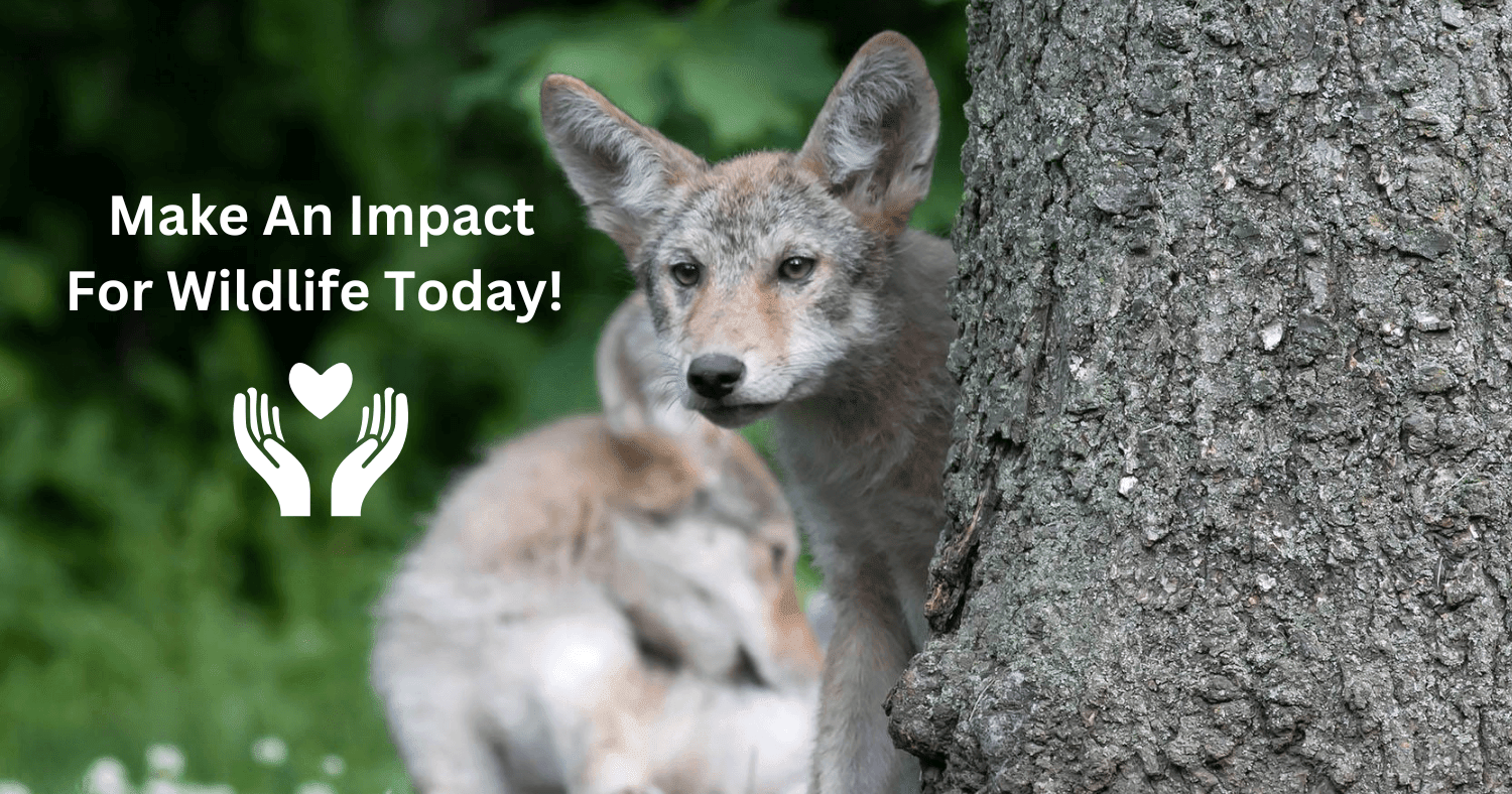 A picture showing two coyotes and the words make an impact for wildlife