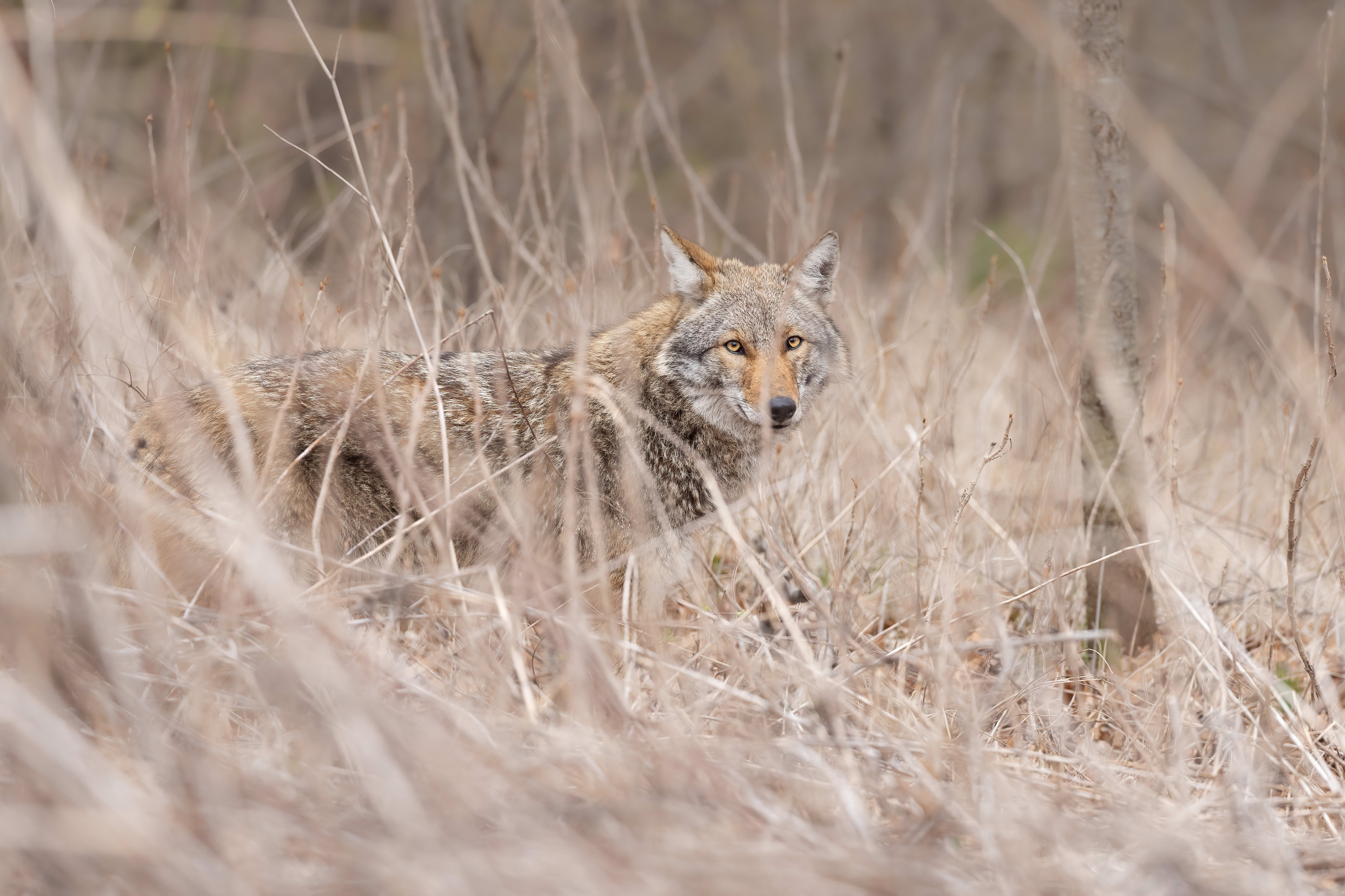 Coyote in the grass