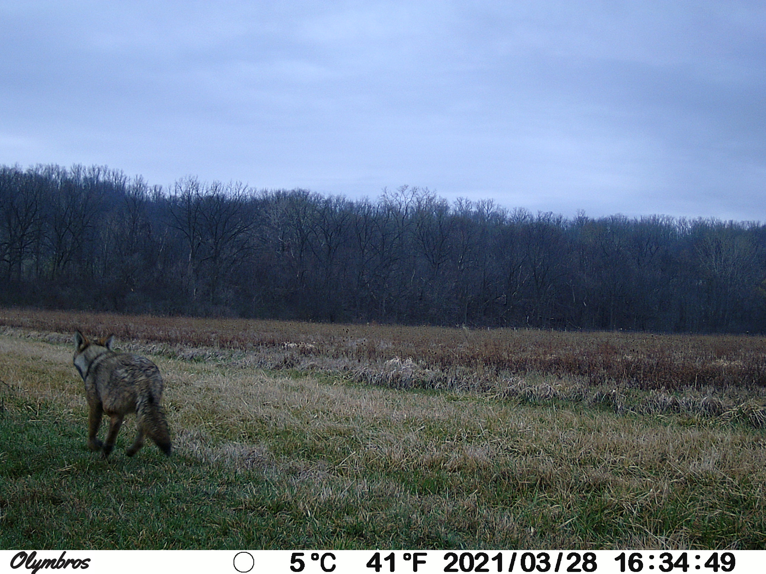 Eastern coyote on farm