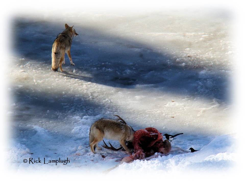 Rick Lamplugh's Coyote Watch